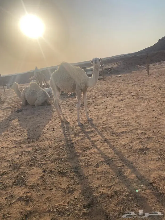 ثلاثه بكار واثنين قعدان وغرفه للبيع 11