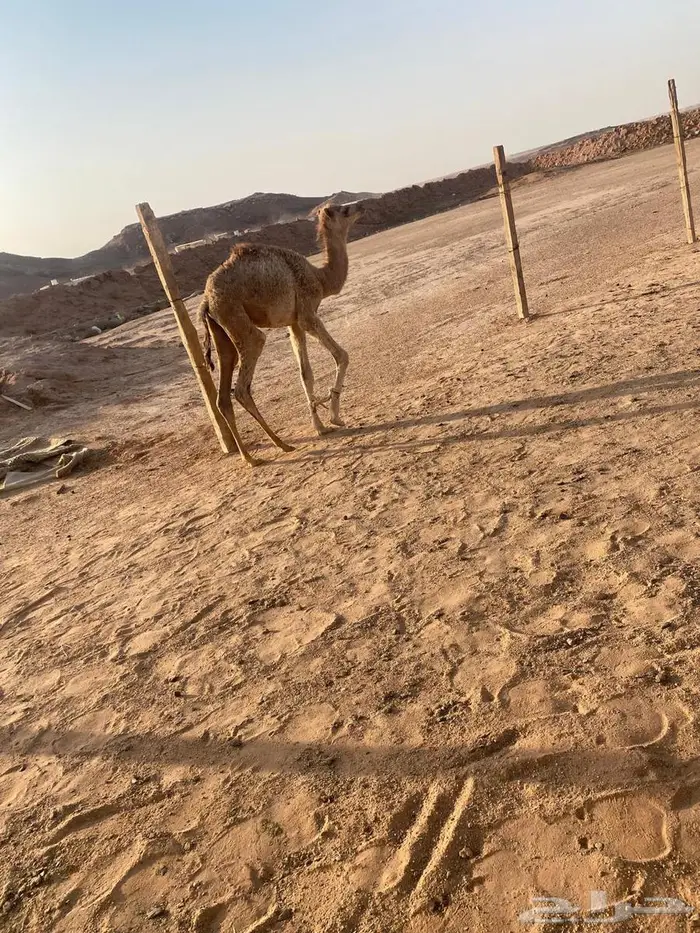 ثلاثه بكار واثنين قعدان وغرفه للبيع 10