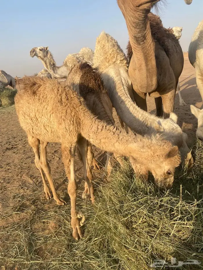 ثلاثه بكار واثنين قعدان وغرفه للبيع 7