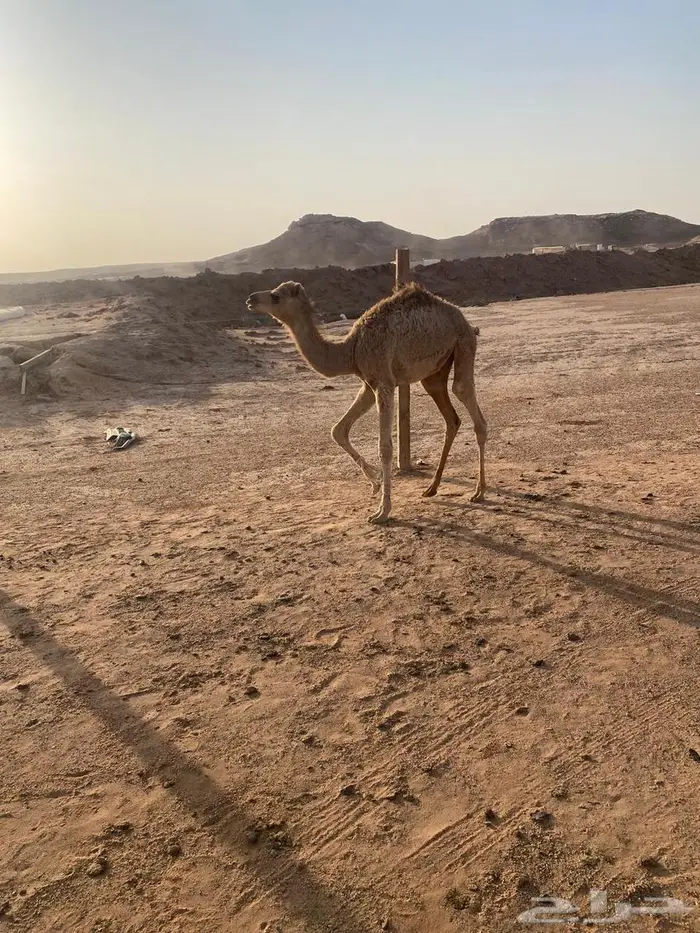 ثلاثه بكار واثنين قعدان وغرفه للبيع 14