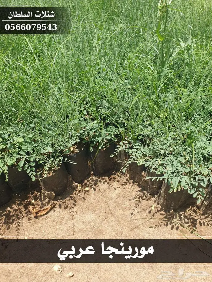 عندك مزرعة وتبي تحييها... تفضل 2