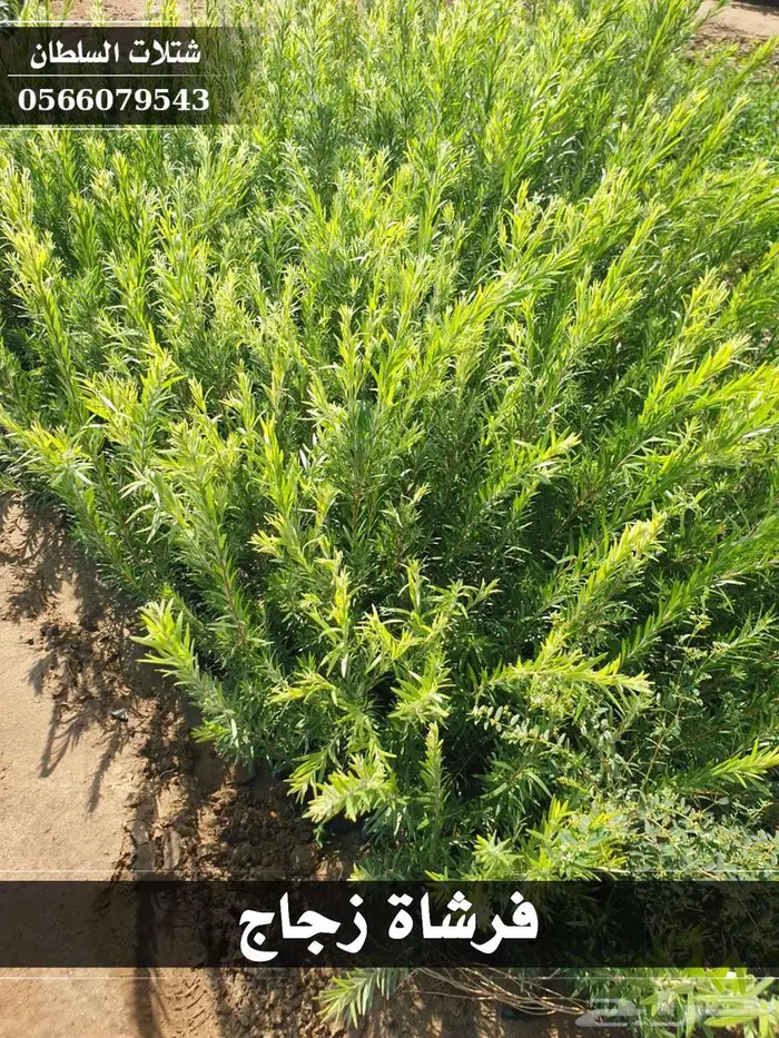 عندك مزرعة وتبي تحييها... تفضل 54