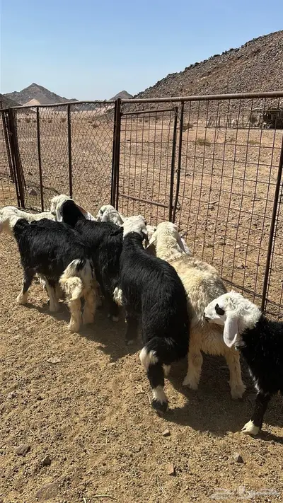 طليان ورخال تربية(تم البيع) 0