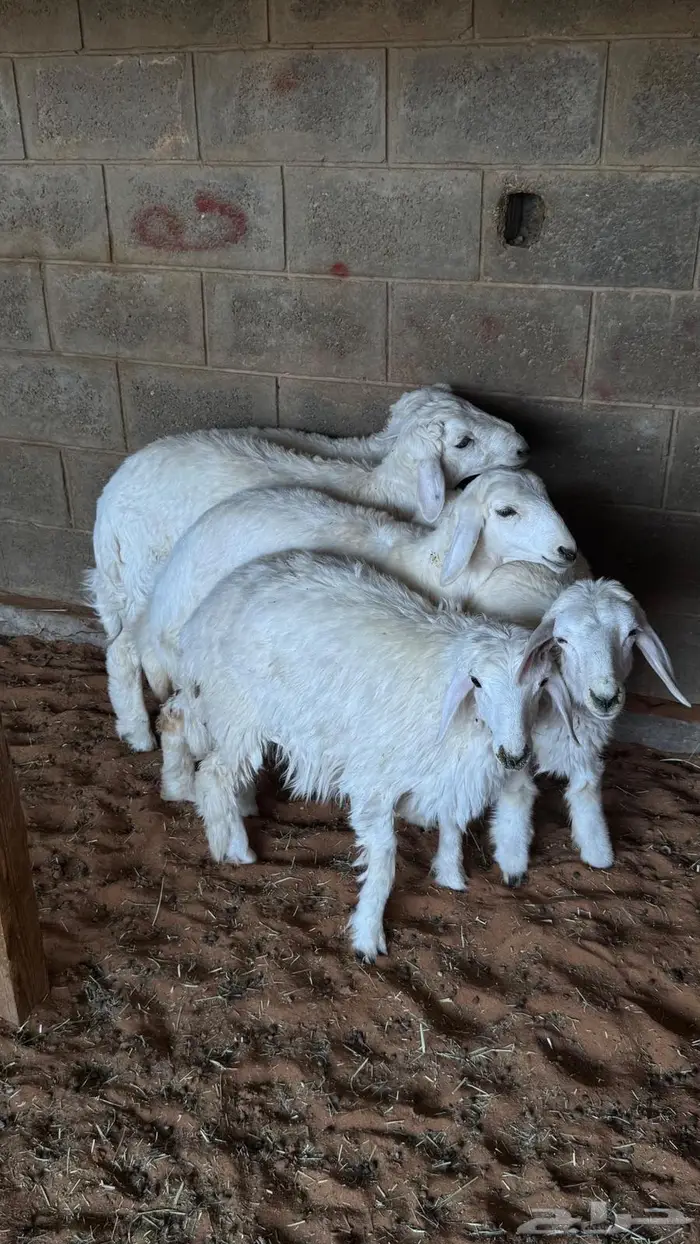 بيع وذبح وتوصيل حريات طيبه 1