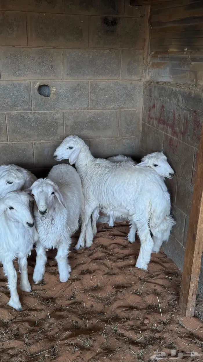 بيع وذبح وتوصيل حريات طيبه 2