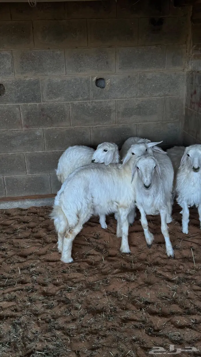 بيع وذبح وتوصيل حريات طيبه 0