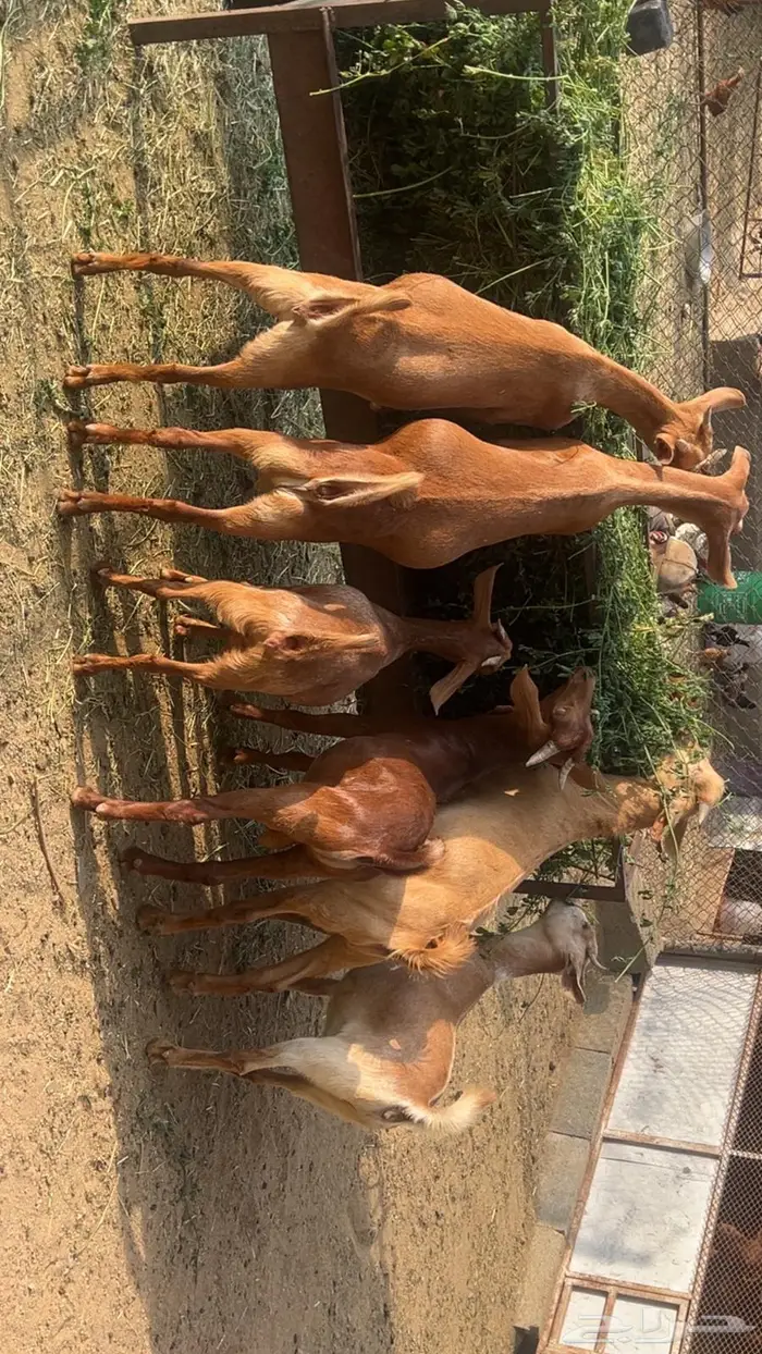 تيوس فل شحم اعمار 4 شهور 0