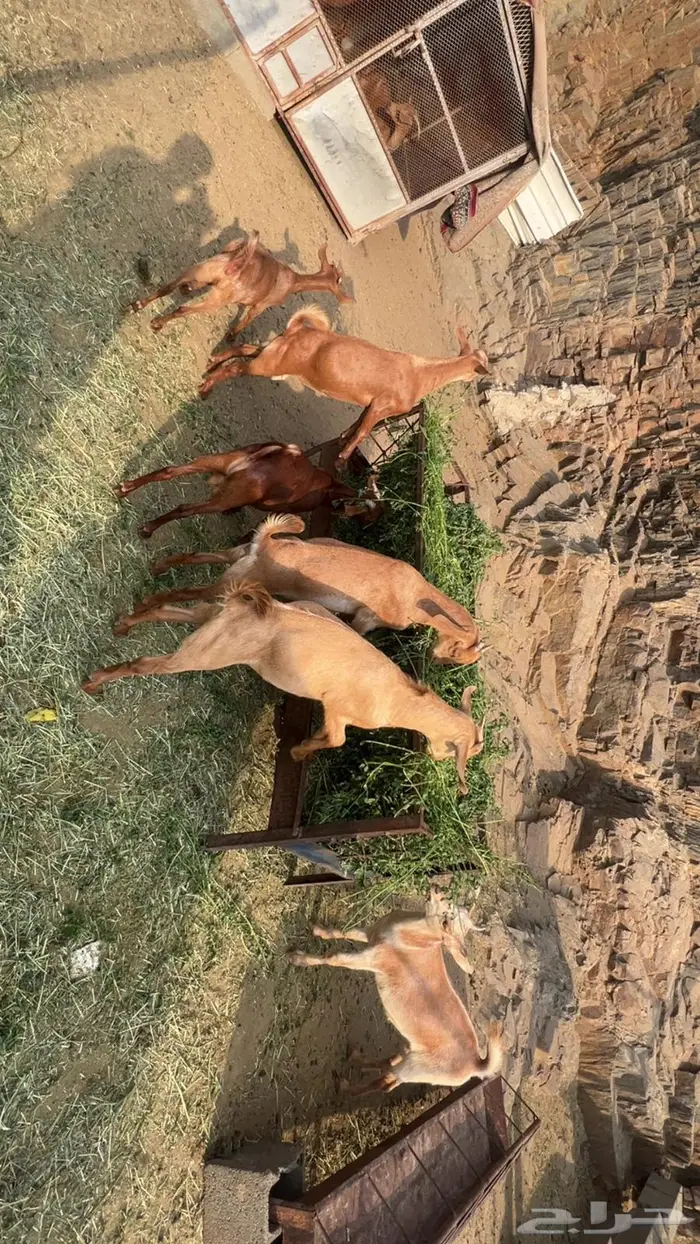 تيوس فل شحم اعمار 4 شهور 2