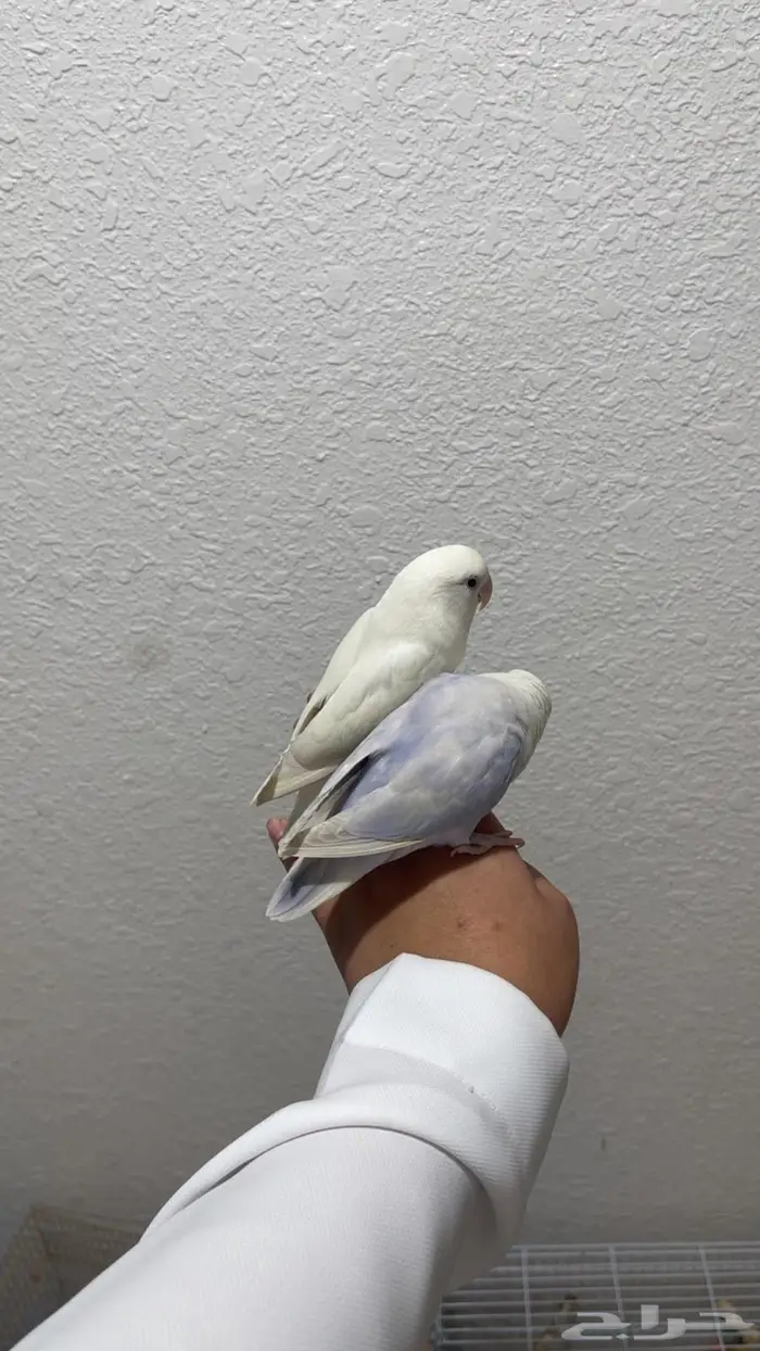 زوج روز معه 5 فروخ و واحد مفطوم مكينه أنتاج ماشآءالله 3