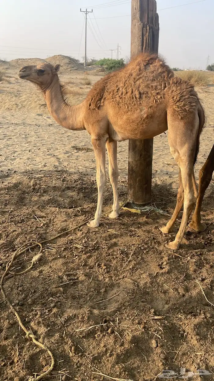 قعدان 0
