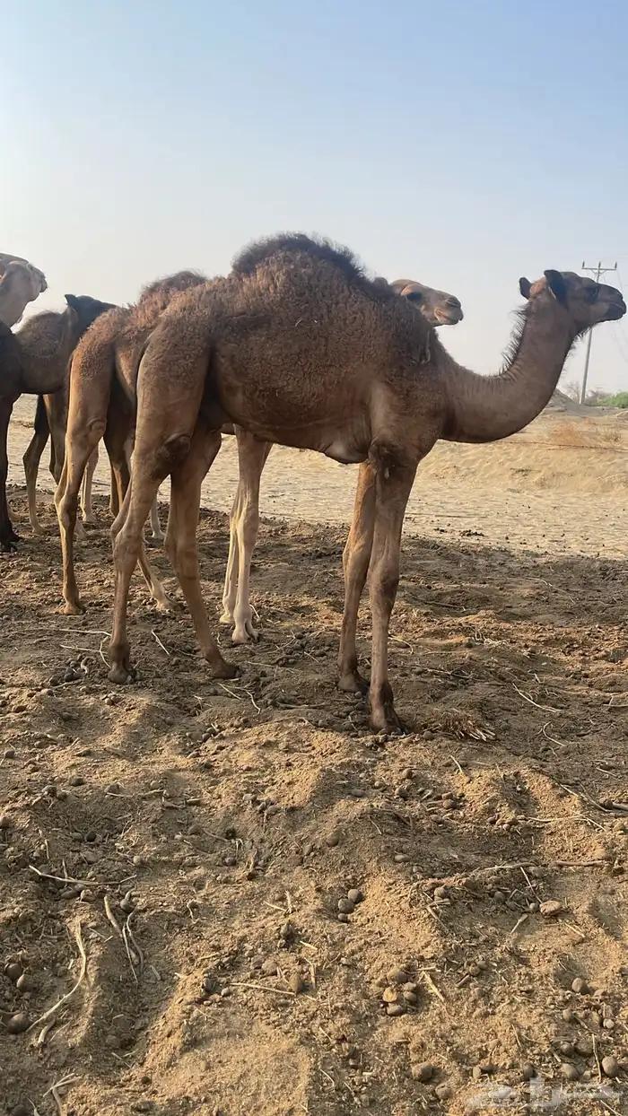 قعدان 2