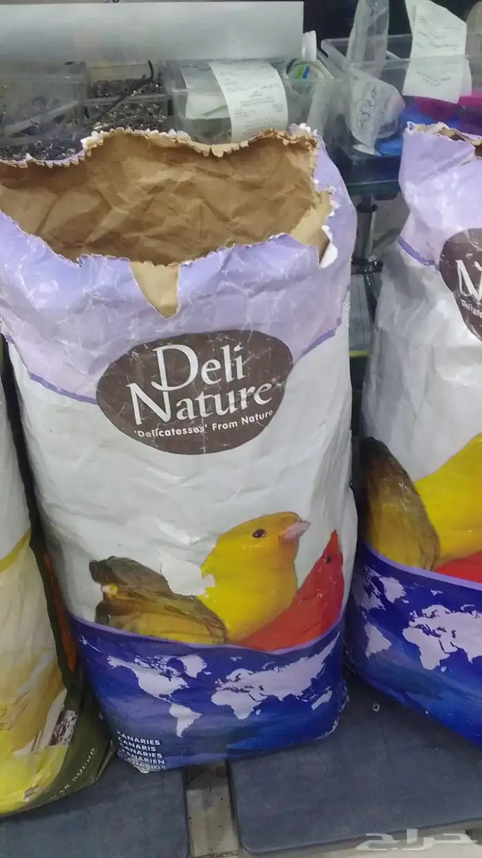 حب كناري بلجيكي للبيع 1