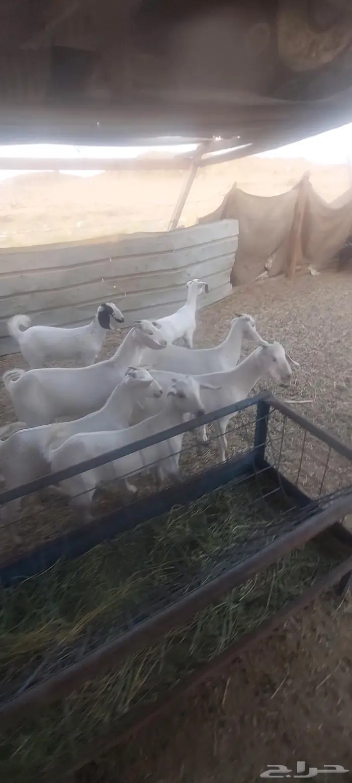 جفار مقنا .عنز معها تيس وحليب . 0