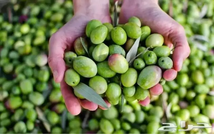 زيت زيتون الفلسطيني بعل عالأمطار شحن لجميع مناطق المملكه 2