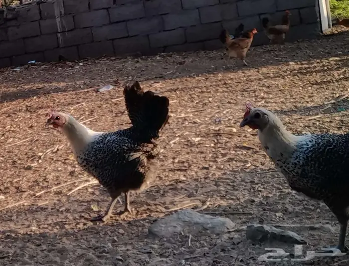 دجاج فيومي 3