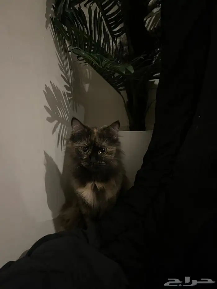 قط مفقود في بيشه 5