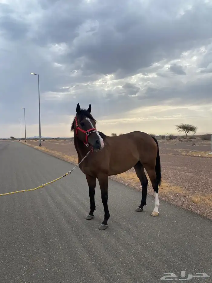 حصان إنجليزي بطل وله سباقات وم محقق رموز 2