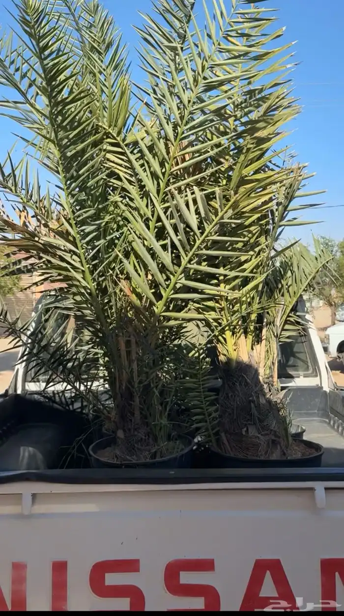 نخل خلاص في مراكن مجذر 1