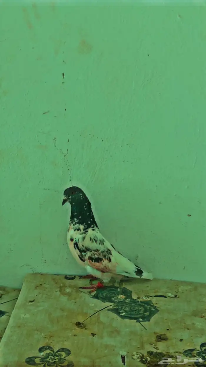 حمام باكستاني اصلي ذكر وانثا الذجر قلابي 2