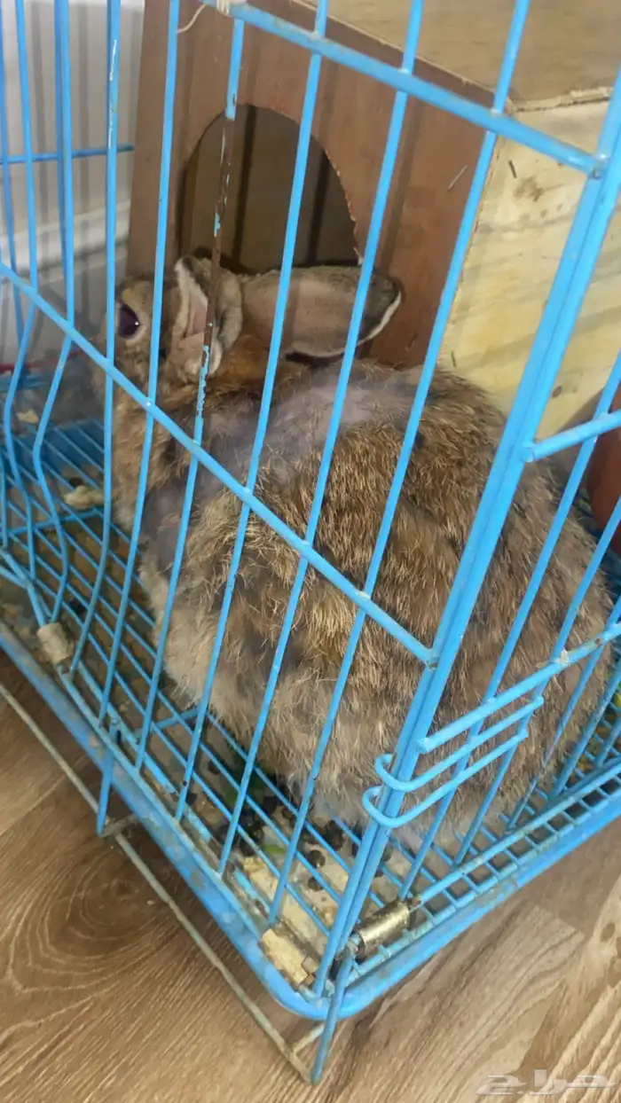 أرنبه معها ثنين للبيع 2