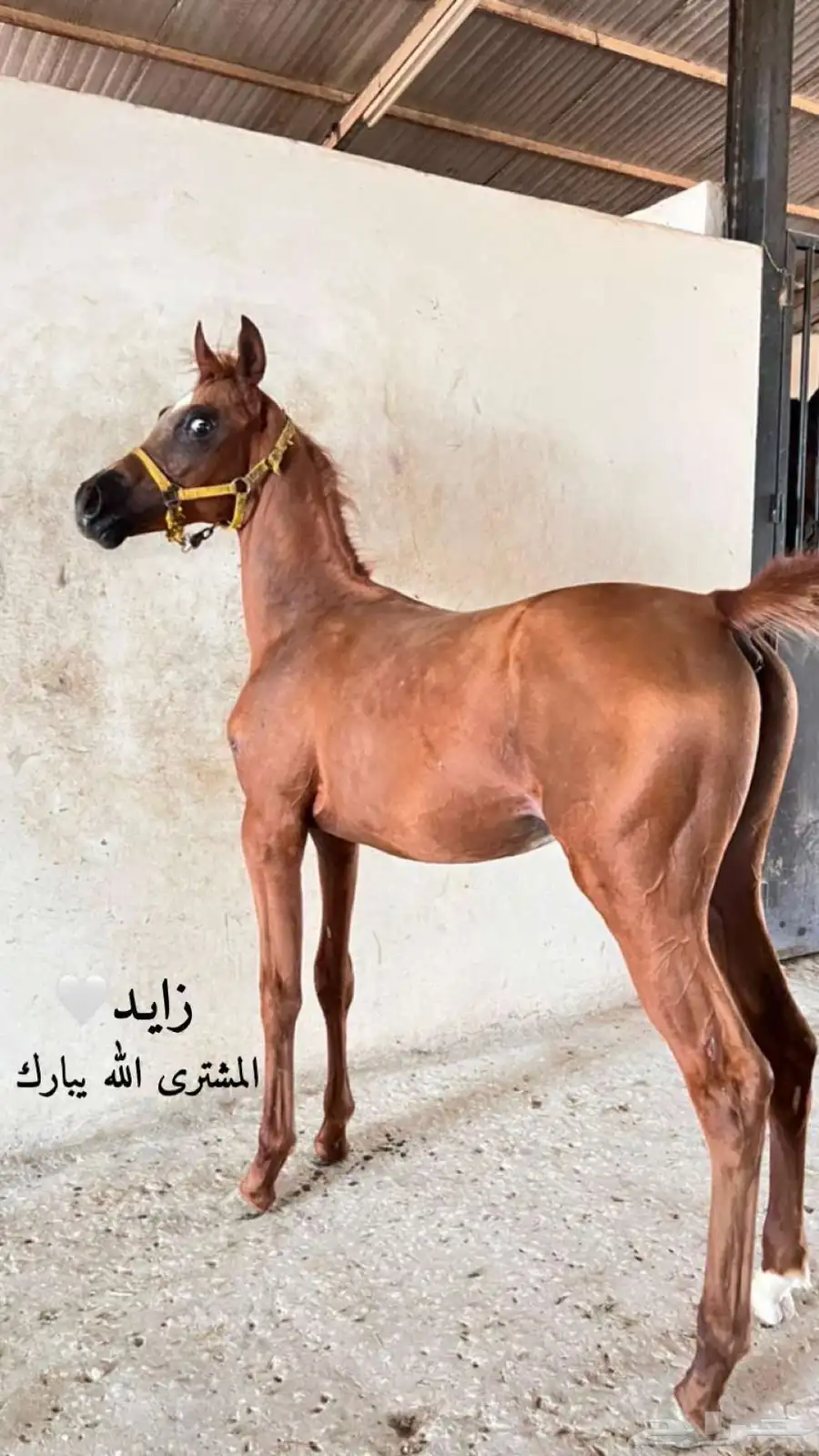 مهر شعبي اصيل 0
