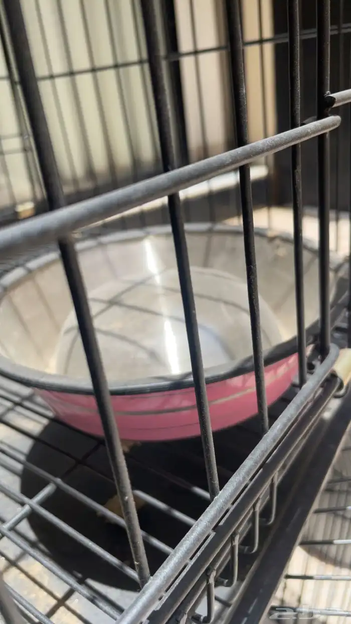 شبك حيوانات اليفه 1