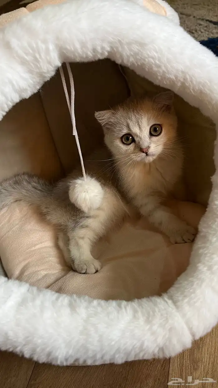 سكوتش فولد انثى للبيع العمر شهرين 2