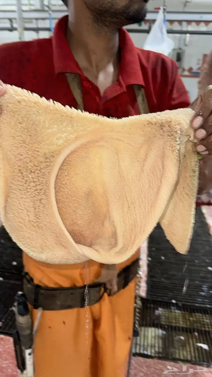 ذبايح ابو سعود 12