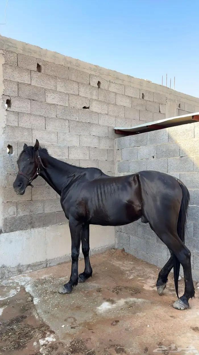حصان شعبي سرعه 1