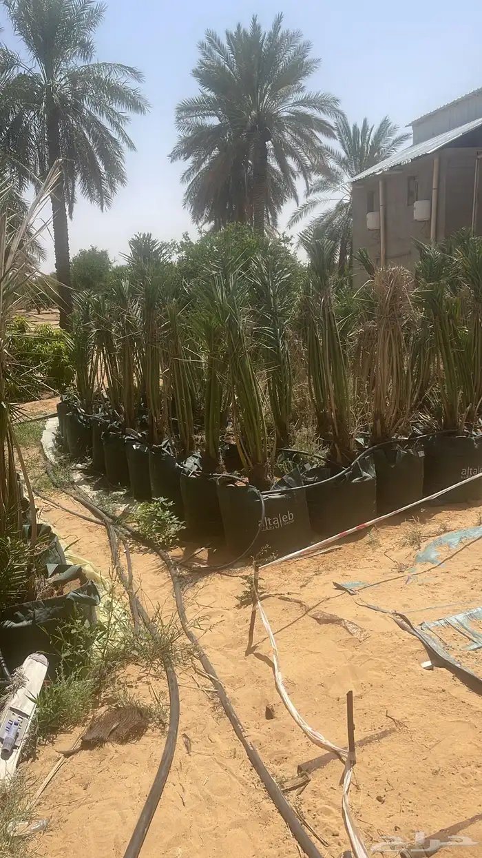 نخل مجذر 2