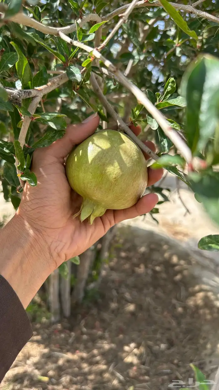 مزرعتين رمان جوف ال معمر 5