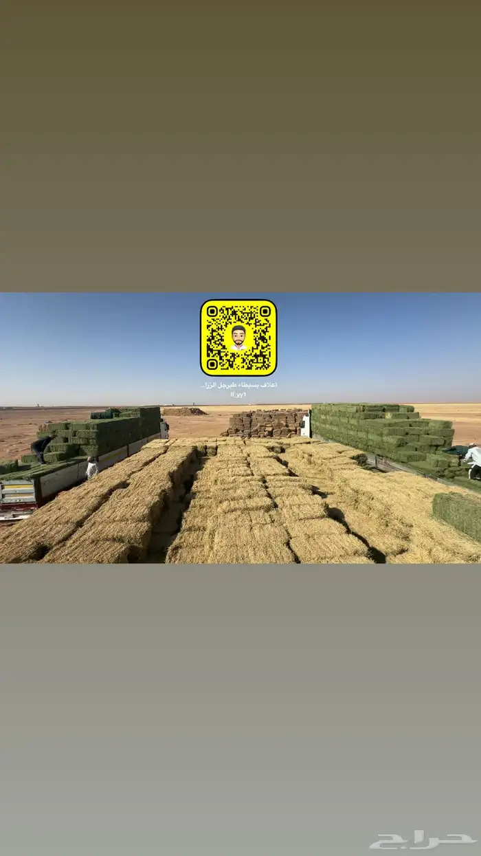 برسيم صافي ناعم اوزان 20.24 الدفع عند الوصول 3