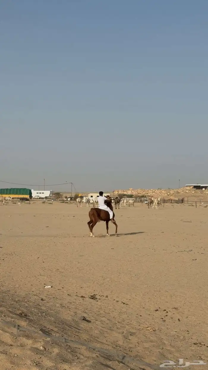 خيول 3