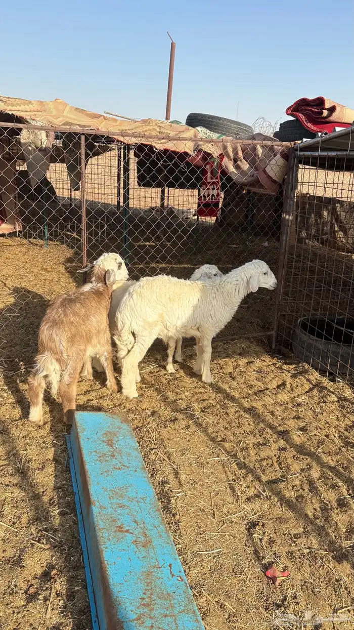 خرفان حري ونجدي 0