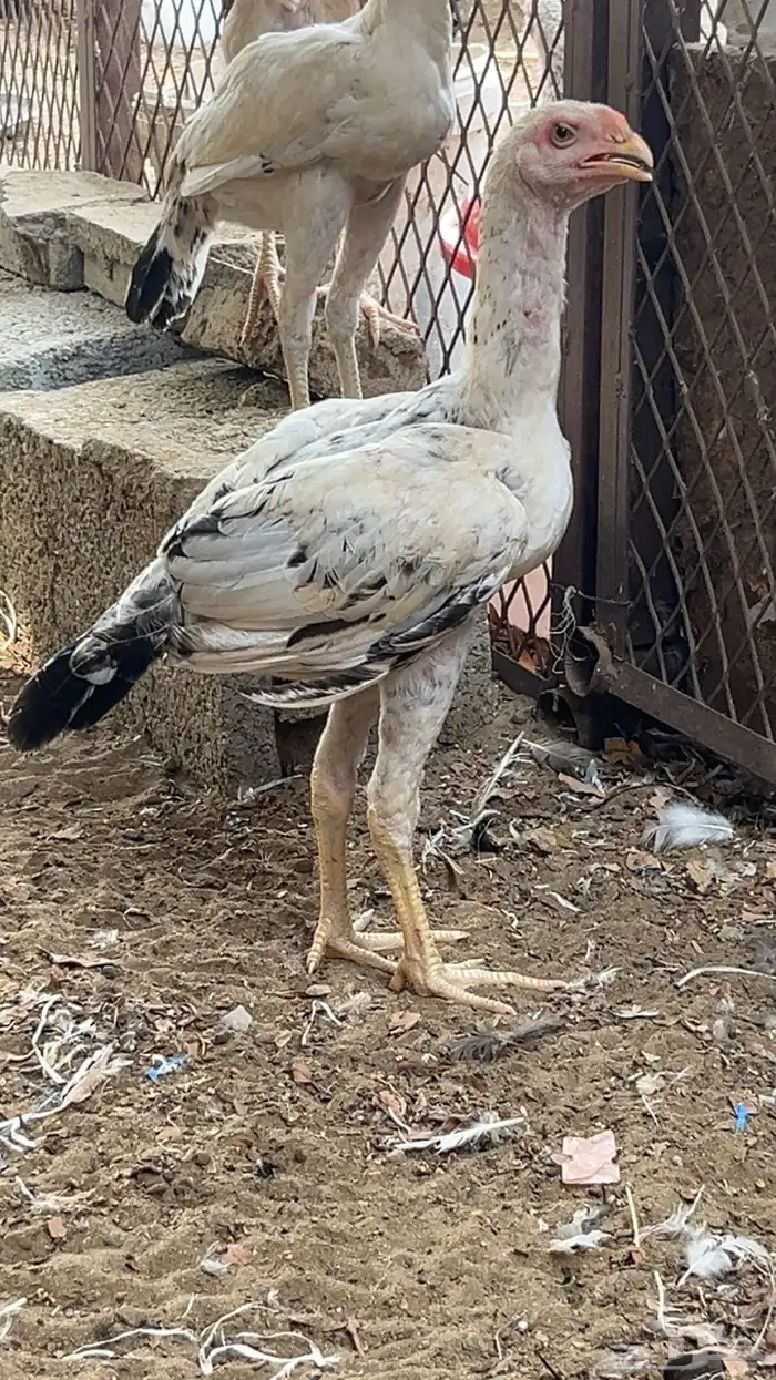 دجاج فارسي 1