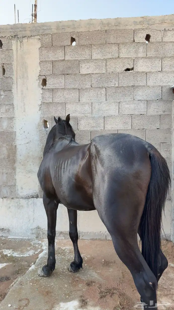 حصان شعبي سرعه 3