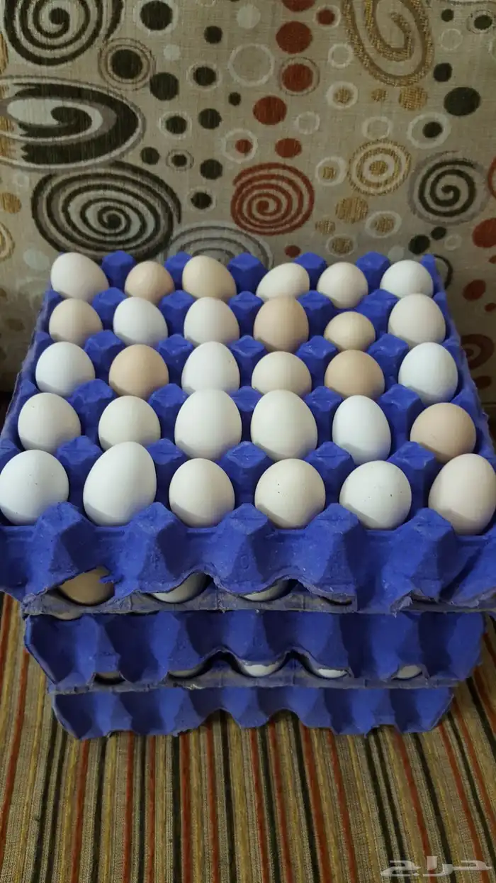 بيض بلدي للبيع صالح اكل وفقاسه 1