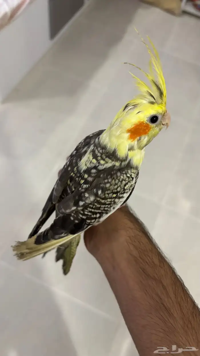 كراون زوج للبيع 7