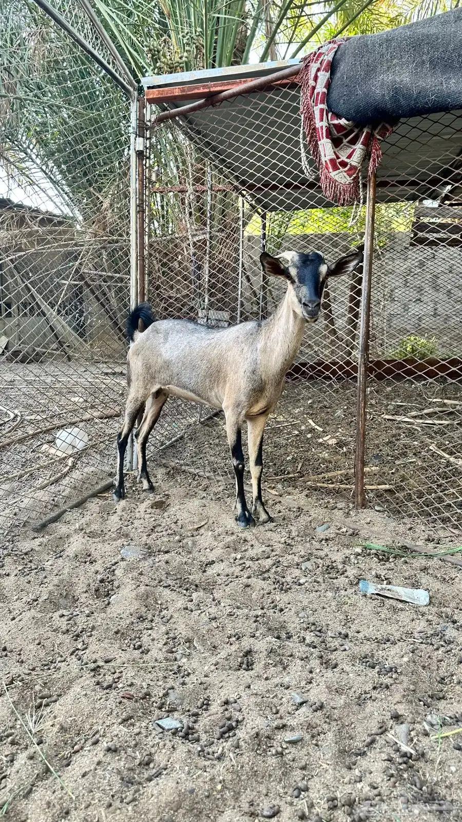 عنز هجين وعل 1