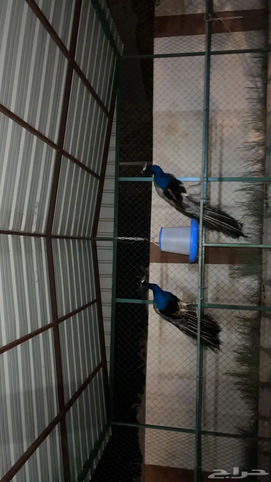 طائوس 0
