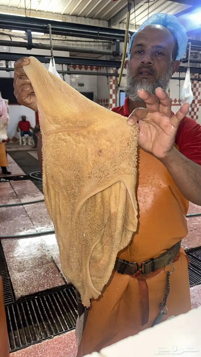 ذبايح ابو سعود 5