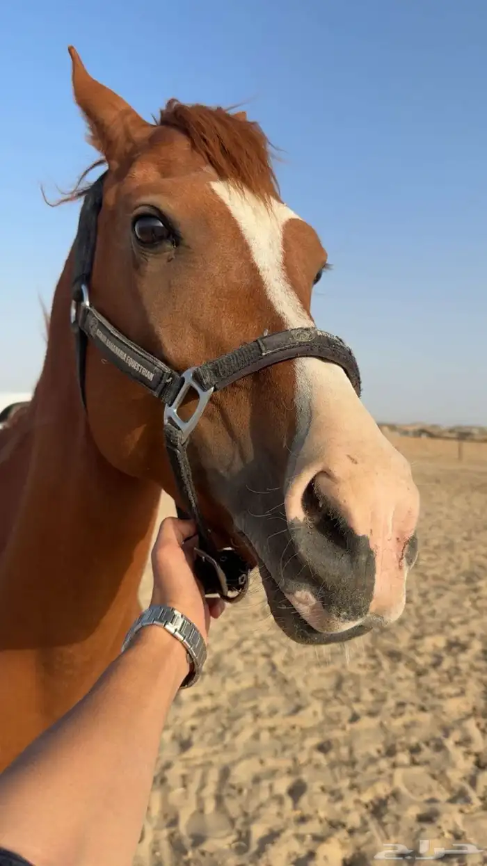 خيول 1