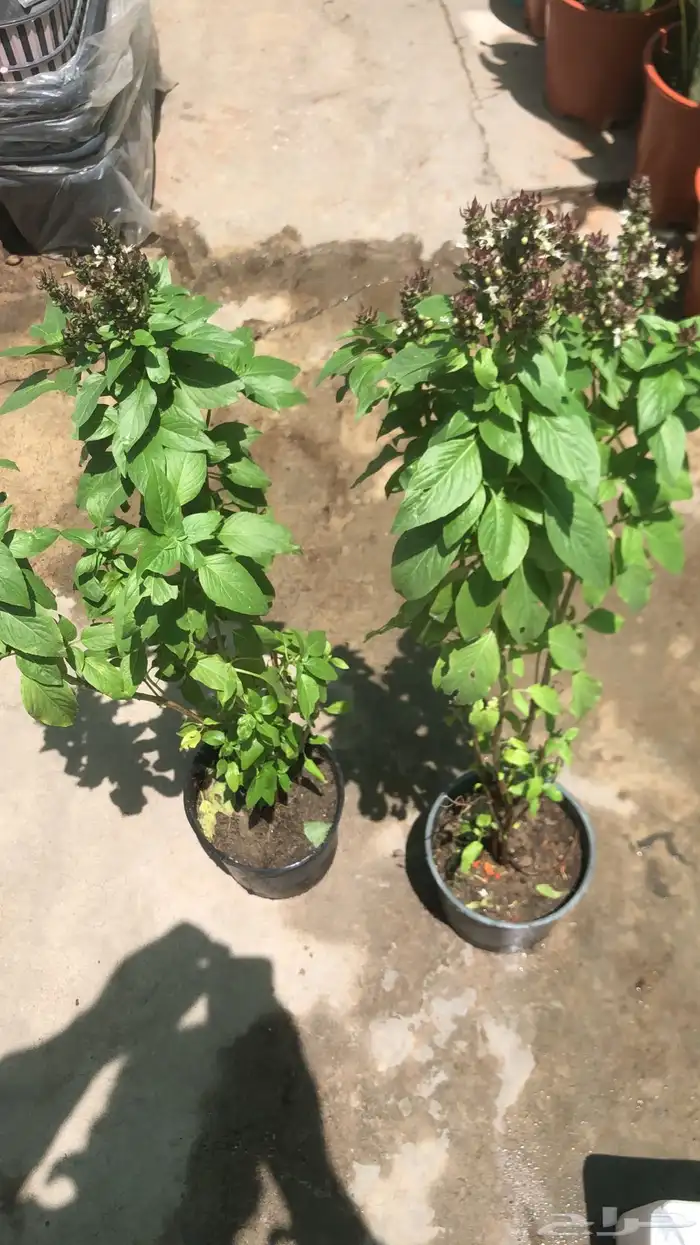 تنسيق الحدائق 1