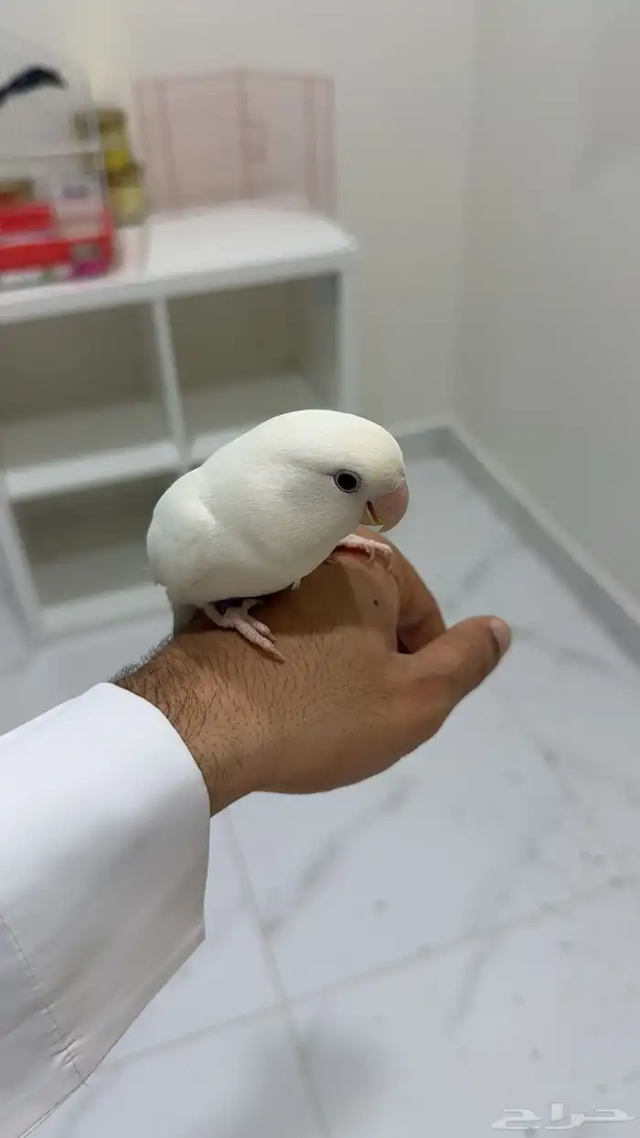 طير روز اليف 0