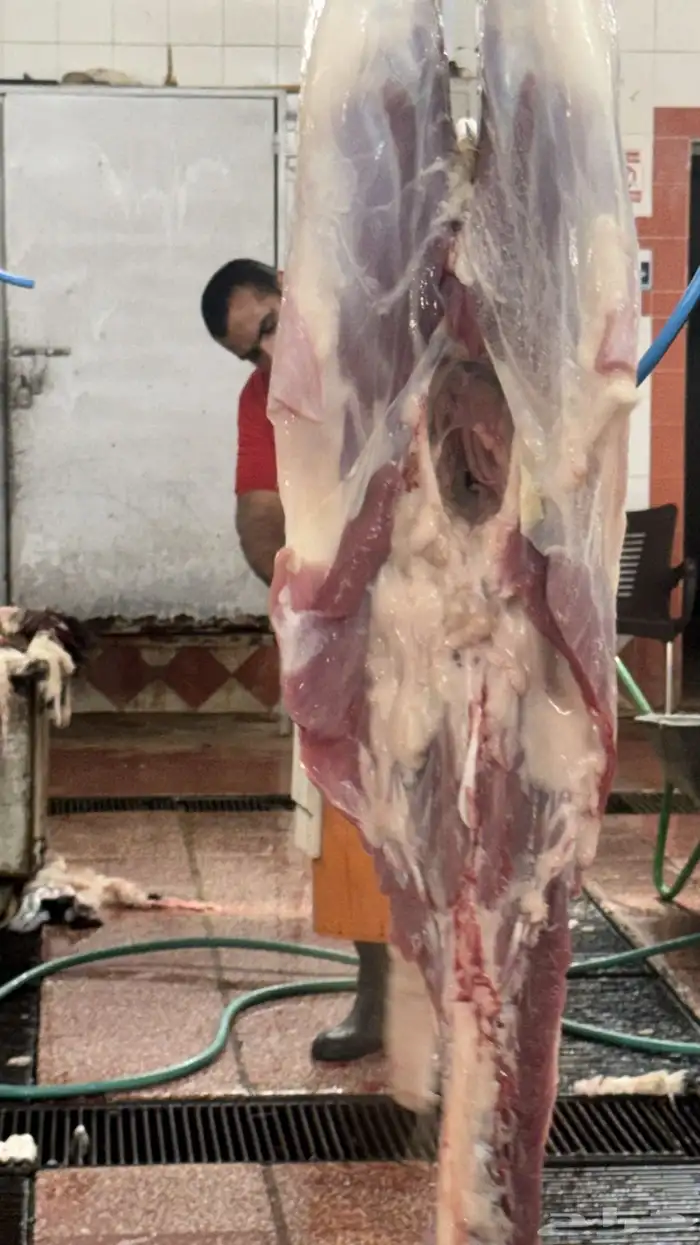 ذبايح ابو سعود 13