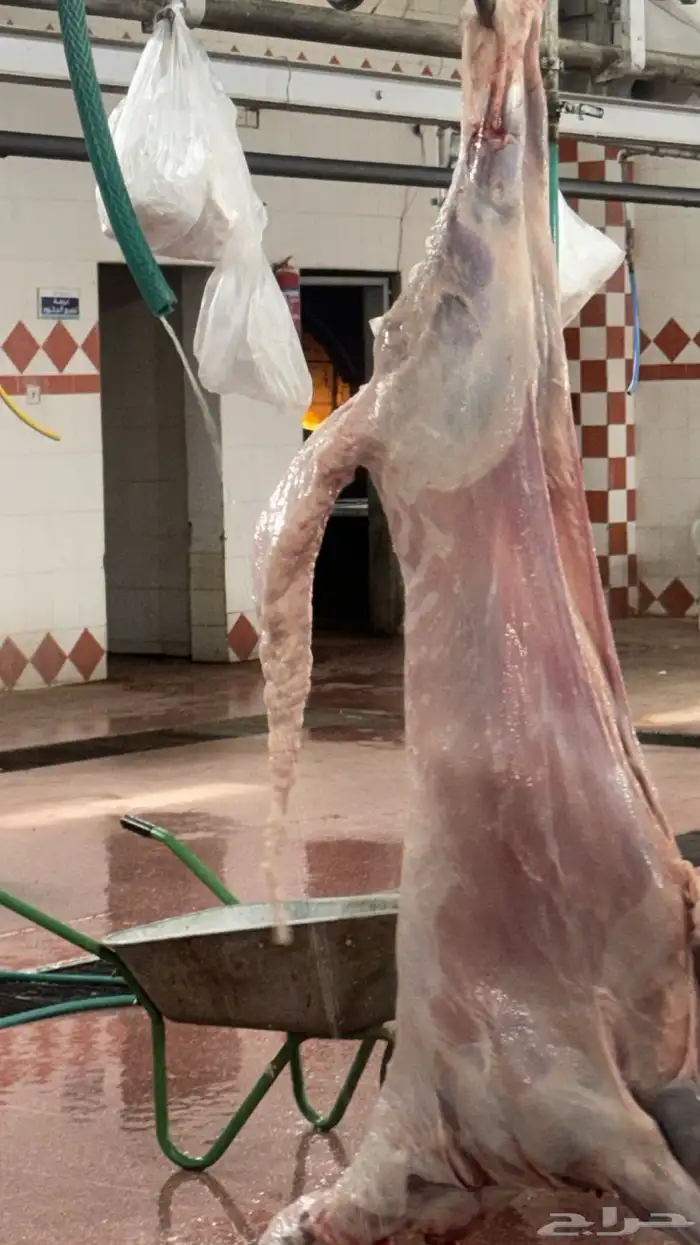 ذبايح ابو سعود 14