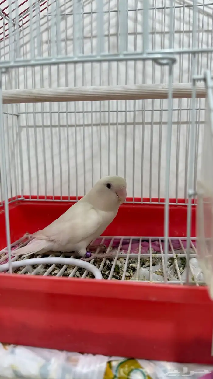 طير روز اليف 1