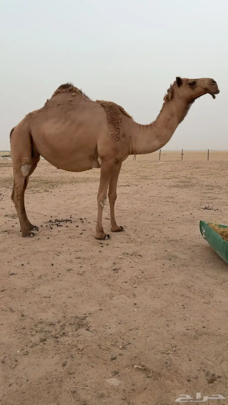 (تم البيع ) 0