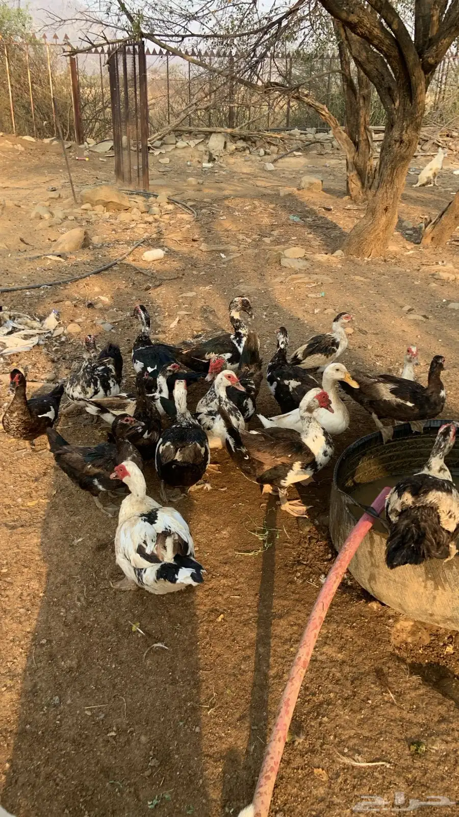 بط بلدي منتج 0