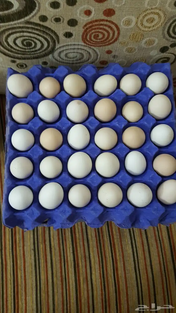 بيض بلدي للبيع صالح اكل وفقاسه 0